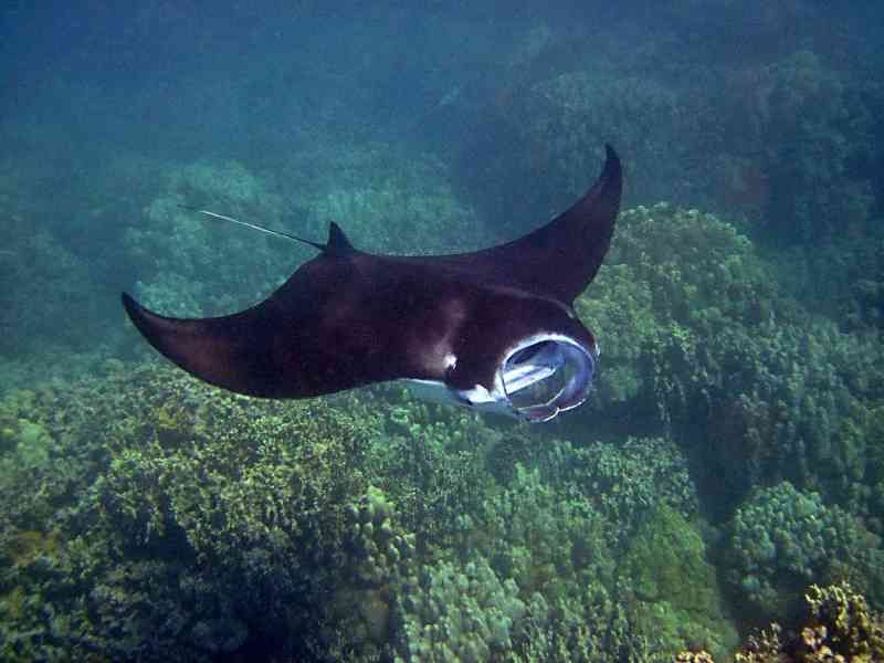 manta ray - fish with detailed facts including diet, lifespan, weight and habitat information